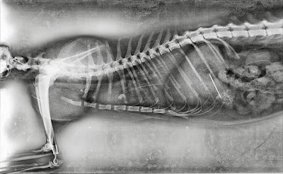 What Doesn't Belong?